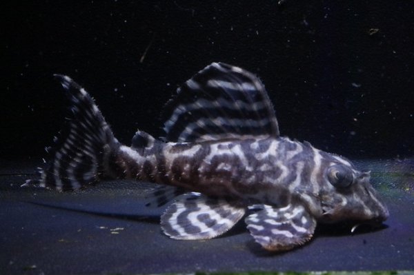 画像2: Yasuブリード・オマケバージョンIII・F１×オマケバージョンV・F1・8.3ｃｍNo8 (2)