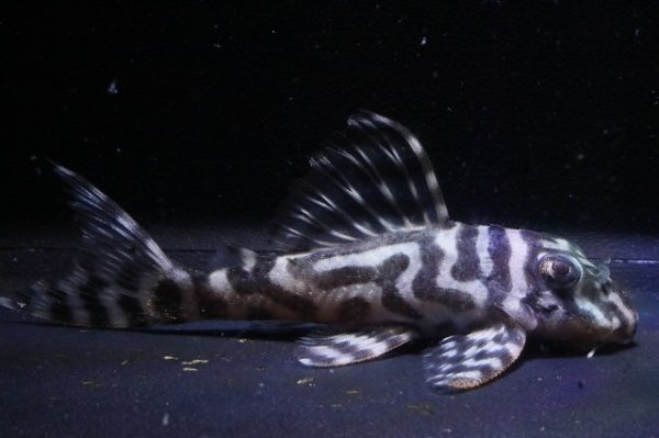 画像2: Yasuブリード・オマケバージョンIII・F１×オマケバージョンV・F1・7.5ｃｍNo6 (2)