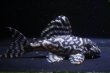 画像2: Yasuブリード・オマケバージョンIII・F１×オマケバージョンV・F1・7.3ｃｍNo4 (2)