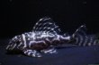 画像5: 飼い込みペア・ＭＩブリード・オマケバージョンIII・IIIリアル・Ｆ１雌雄とも8.0ｃｍ (5)