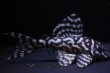 画像2: 飼い込みペア・ＭＩブリード・オマケバージョンIII・IIIリアル・Ｆ１雌雄とも8.0ｃｍ (2)