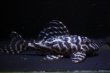 画像4: 飼い込みペア・ＭＩブリード・オマケバージョンIII・IIIリアル・Ｆ１雌雄とも8.0ｃｍ (4)