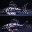 画像1: 飼い込みペア・ＭＩブリード・オマケバージョンIII・IIIリアル・Ｆ１雌雄とも8.0ｃｍ (1)