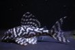 画像3: 飼い込みペア・ＭＩブリード・オマケバージョンIII・IIIリアル・Ｆ１雌雄とも8.0ｃｍ (3)