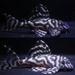 画像1: Yasuブリード・オマケVer5×Yasu（Ver５×Ver5）・2025・No3ペアセット特別価格 (1)