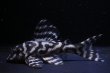 画像2: Yasuブリード・オマケVer5×Yasu（Ver５×Ver5）・2025・No２ペアセット特別価格 (2)