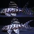 画像1: Yasuブリード・オマケVer5×Yasu（Ver５×Ver5）・2025・No4ペアセット特別価格 (1)