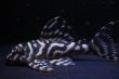 画像3: Yasuブリード・オマケVer5×Yasu（Ver５×Ver5）・2025・No3ペアセット特別価格 (3)