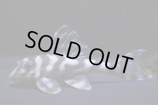 大ちゃん - アクアショップリメイク