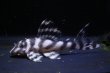 画像1: mikiブリード・おとんブリード×Kazuブリード・5.8ｃｍNo5 (1)