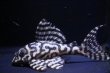 画像1: オマケブリード×ワイルドL333ホワイトロイヤル・8.7ｃｍＮｏ2アクフェス記念限定特価 (1)