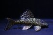 画像3: オマケオリノコF3・リアルメガクラウン7.3ｃｍ6.5ｃｍペアNo3アクフェス記念限定特価 (3)