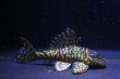 画像3: オマケオリノコF3・リアルメガクラウン7.2ｃｍ6.2ｃｍペアNo2アクフェス記念限定特価 (3)