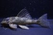 画像5: オマケオリノコF3・リアルメガクラウン8.2ｃｍ7.2ｃｍペアNo1アクフェス記念限定特価 (5)