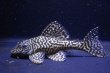 画像4: オマケオリノコF3・リアルメガクラウン7.3ｃｍ6.5ｃｍペアNo3アクフェス記念限定特価 (4)