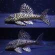 画像1: オマケオリノコF3・リアルメガクラウン7.2ｃｍ6.2ｃｍペアNo2アクフェス記念限定特価 (1)