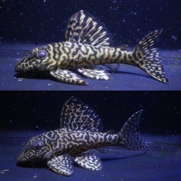 画像1: オマケオリノコF3・リアルメガクラウン7.2ｃｍ6.2ｃｍペアNo2アクフェス記念限定特価 (1)