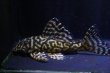 画像2: オマケオリノコF3・リアルメガクラウン8.2ｃｍ7.2ｃｍペアNo1アクフェス記念限定特価 (2)
