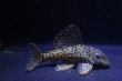 画像5: オマケオリノコF3・リアルメガクラウン7.2ｃｍ6.2ｃｍペアNo2アクフェス記念限定特価 (5)