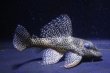 画像4: オマケオリノコF3・リアルメガクラウン8.2ｃｍ7.2ｃｍペアNo1アクフェス記念限定特価 (4)