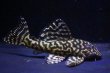 画像3: オマケオリノコF3・リアルメガクラウン8.2ｃｍ7.2ｃｍペアNo1アクフェス記念限定特価 (3)