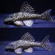 画像1: オマケオリノコF3・リアルメガクラウン7.3ｃｍ6.5ｃｍペアNo3アクフェス記念限定特価 (1)