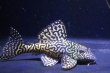 画像5: オマケオリノコF3・リアルメガクラウン7.3ｃｍ6.5ｃｍペアNo3アクフェス記念限定特価 (5)