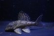 画像4: オマケオリノコF3・リアルメガクラウン7.2ｃｍ6.2ｃｍペアNo2アクフェス記念限定特価 (4)