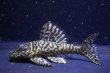 画像2: オマケオリノコF3・リアルメガクラウン7.2ｃｍ6.2ｃｍペアNo2アクフェス記念限定特価 (2)