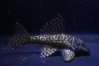 画像1: 工場長ブリード・オマケオリノコF3・リアルメガクラウン・5.8ｃｍ2025Ｎｏ6 (1)
