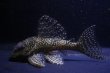 画像1: 工場長ブリード・オマケオリノコF3・リアルメガクラウン・7.5ｃｍ2025Ｎｏ4 (1)