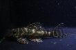 画像5: オマケオリノコF3・リアルメガクラウン8.0ｃｍ6.6ｃｍペアNo4アクフェス記念限定特価 (5)