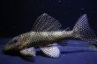 画像2: 工場長ブリード・オマケオリノコF3・リアルメガクラウン・8.5ｃｍ2025Ｎｏ2 (2)