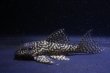 画像2: 工場長ブリード・オマケオリノコF3・リアルメガクラウン・5.8ｃｍ2025Ｎｏ6 (2)