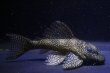 画像2: 工場長ブリード・オマケオリノコF3・リアルメガクラウン・7.0ｃｍ2025Ｎｏ5 (2)