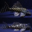 画像1: オマケオリノコF3・リアルメガクラウン8.0ｃｍ6.6ｃｍペアNo4アクフェス記念限定特価 (1)