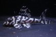 画像1: peaceスぺシャル2025・6.3ｃｍＮｏ6・リアルメガクラウンゼブラ (1)