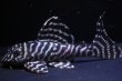 画像1: N&Nブリード・N３（オマケバージョンIII・F2）8.2ｃｍ (1)