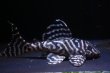 画像2: N&Nブリード・N３（オマケバージョンIII・F2）8.2ｃｍ (2)