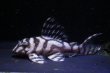画像2: チラリズムブリード・ＣＢ１‐β・7.8ｃｍ2025No1・雌個体リアルメガクラウンゼブラ (2)