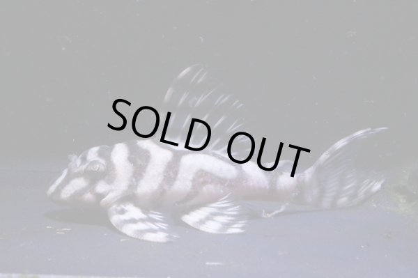 画像2: チラリズムブリード・ＣＢ１‐β・7.8ｃｍ2025No1・雌個体リアルメガクラウンゼブラ (2)