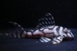 画像3: チラリズムブリード・ＣＢ１‐β・7.8ｃｍ2025No1・雌個体リアルメガクラウンゼブラ (3)