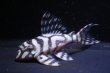 画像4: チラリズムブリード・ＣＢ１‐β・7.8ｃｍ2025No1・雌個体リアルメガクラウンゼブラ (4)