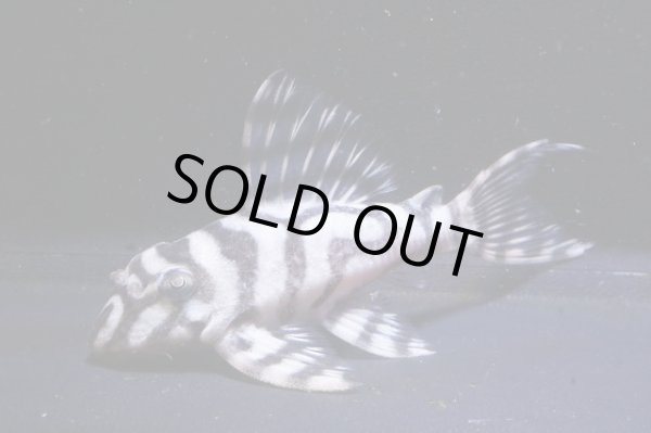 画像4: チラリズムブリード・ＣＢ１‐β・7.8ｃｍ2025No1・雌個体リアルメガクラウンゼブラ (4)