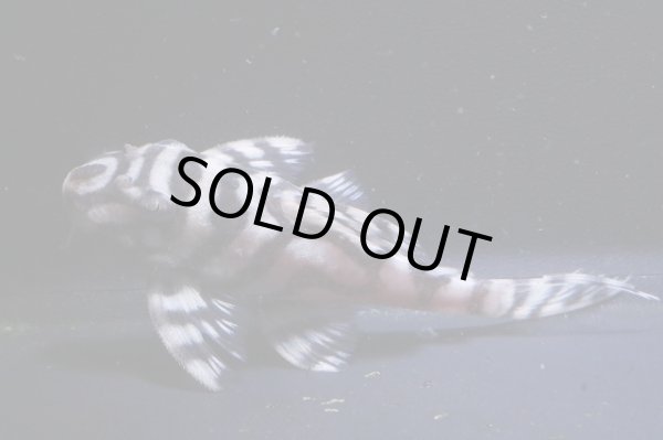 画像5: チラリズムブリード・ＣＢ１‐β・7.8ｃｍ2025No1・雌個体リアルメガクラウンゼブラ (5)