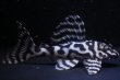 画像2: おとんブリード・オマケ俺一×バージョンI・F１・8.5ｃｍ2025No2 (2)