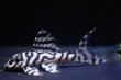 画像2: N&Nブリード・N３（オマケバージョンIII・F2）6.2ｃｍ2025No6リアルメガクラウンゼブラ (2)