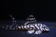 画像1: N&Nブリード・N３（オマケバージョンIII・F2）6.2ｃｍ2025No6リアルメガクラウンゼブラ (1)