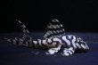 画像4: N&Nブリード・N３（オマケバージョンIII・F2）6.2ｃｍ2025No6リアルメガクラウンゼブラ (4)