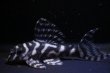 画像2: 大ちゃんブリード・Dai１・7.5ｃｍ2025No24 (2)